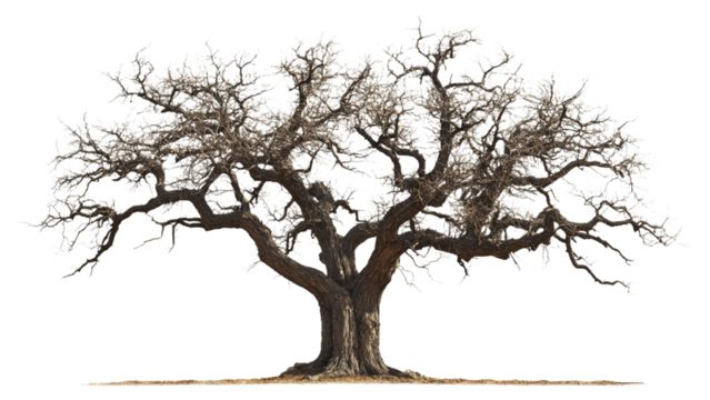 An ancient gnarled olive tree stands majestically against a transparent background