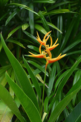 Beautiful, bird of paradise, flowers on green leaves background