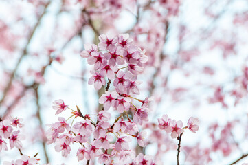 満開に咲き誇る陽光桜の美しい春景色