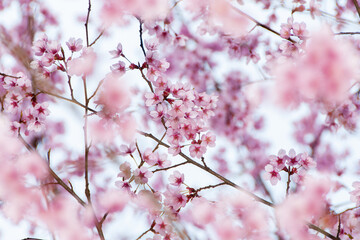満開に咲き誇る陽光桜の美しい春景色