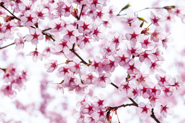 満開に咲き誇る陽光桜の美しい春景色