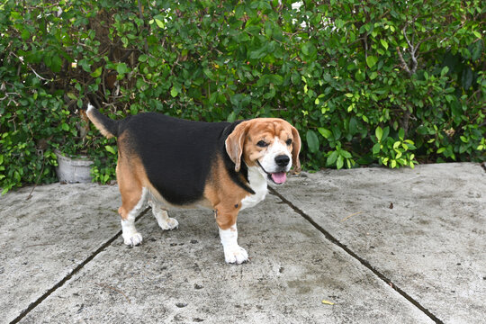 An elderly beagle dog looks at its owner, showing curiosity and devotion, the perfect picture of a loyal and friendly pet.