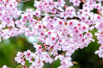 満開に咲き誇る陽光桜の美しい春景色