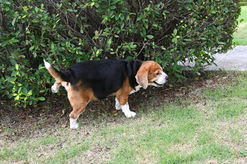 Close-up of a dog lifting its leg and peeing on a green bush