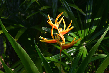 Beautiful, bird of paradise, flowers on green leaves background