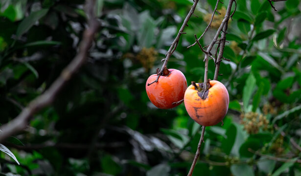 Persimmon tree with Ripe orange fruits in the autumn garden. Kaki plum tree. Persimmons growing on trees in autumn. Autumn harvest.