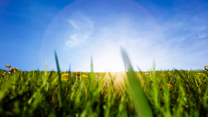 Naklejka premium Colorful wildflowers blooming in a fairytale meadow under a night sky filled