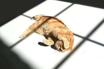 Close-up of a cute ginger cat lying on the floor