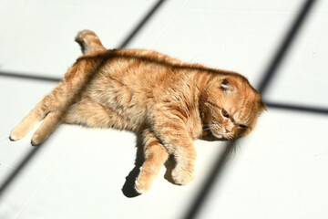 Close-up of a cute ginger cat lying on the floor