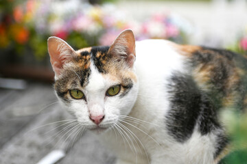 Close-up of a cat looking towards the camera with mesmerizing green eyes.