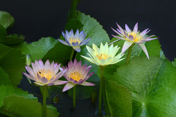 Close-up of a blooming lotus flower with green leaves on a dark background