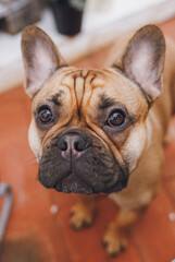 cute french bulldog dog in a red bow tie in white interior 