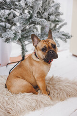 cute french bulldog dog in a red bow tie in white interior 