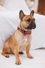 cute french bulldog dog in a red bow tie in white interior 