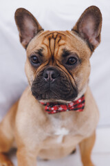 cute french bulldog dog in a red bow tie in white interior 