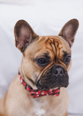 cute french bulldog dog in a red bow tie in white interior 