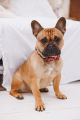 cute french bulldog dog in a red bow tie in white interior 