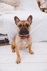 cute french bulldog dog in a red bow tie in white interior 