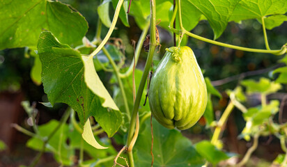Chayote plant in the garden. Close-up chayote (sechium edule) on tree. Chayote is a type of vegetable called Labu Siam in Indonesia. Chayote ready harvest in garden.