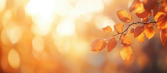 Fototapeta premium A close-up of autumn leaves illuminated by warm sunlight, creating a serene and inviting atmosphere.