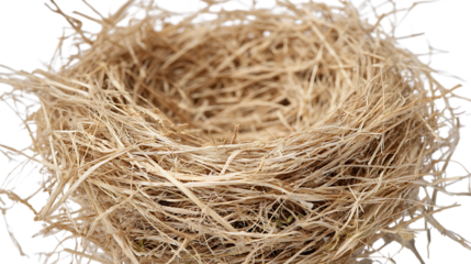 Empty Nest: An intricately woven bird's nest sits ready, symbolizing new beginnings and the beauty of nature's simple creations.