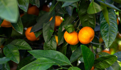 View of ripe mandarin oranges on trees on fruit farm. Mandarin oranges hanging from tree with more laden trees and mountains in background.