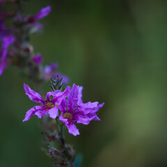 Obraz premium NATURE - Delicate flowers of plants blooming in the meadow