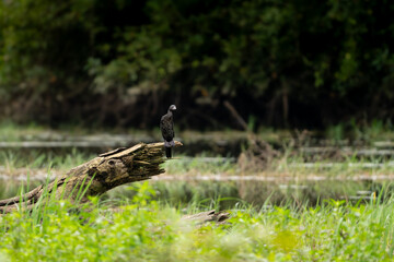 Indian Cormorant perched on a fallen wooden log in open grassland with dark forest background