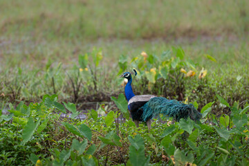 Male Indian Peafowl walking through dense vegetation with long colorful tail in open grassland