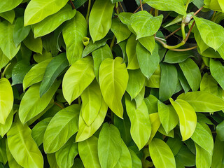 Vibrant green plant foliage, fresh natural leaf background