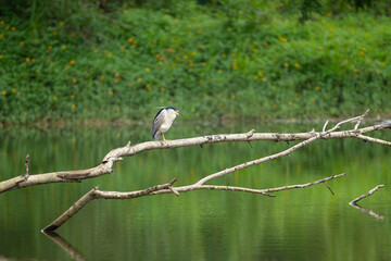 Lone Black-crowned night heron on fallen tree branch over lake
