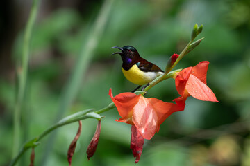 Male Purple-rumped sunbird perched on red Gladiolus flowers singing in the garden in daylight
