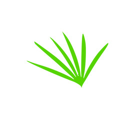 green grass isolated on white