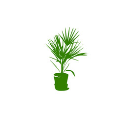plant in a pot, palm in a pot