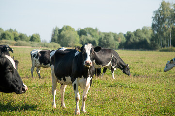 Holstein Friesian dairy cows on grass on sunny day