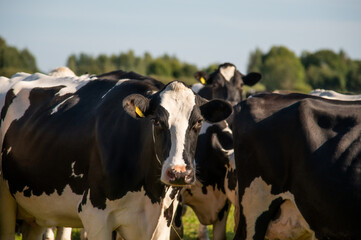 Holstein Friesian dairy cows on grass on sunny day