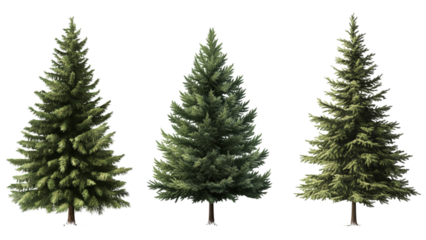 Three realistic artificial christmas trees with lush green branches displayed against a transparent background