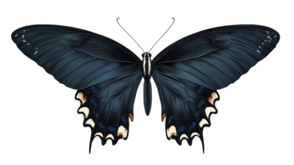 Elegant black blue butterfly with white spots displayed against a transparent background