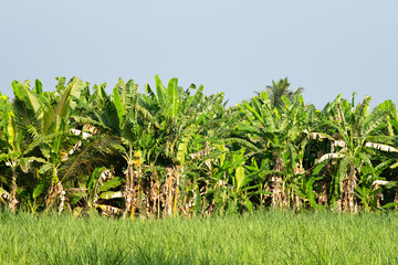Banana plantation and rice field, agriculture and landscape around Hampi, South India