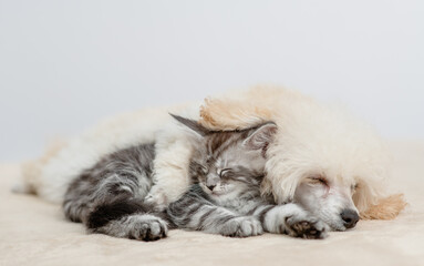 Cozy Poodle puppy sleeping with tiny maine coon cat on a bed at home