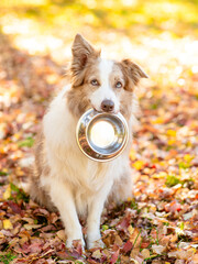 Cute hungry obedient Australian shepherd dog holding a bowl in its mouth at sunny autumn park