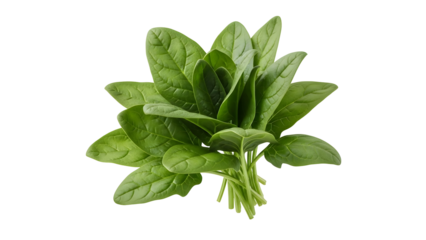 Vibrant green organic spinach leaves bunched together offering a fresh healthy food ingredient for culinary projects and nutritious diet inspiration on a transparent background