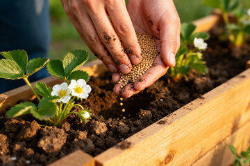 Gardener sowing strawberry seeds for a bountiful harvest in wooden planter box, sunshine and fresh growth