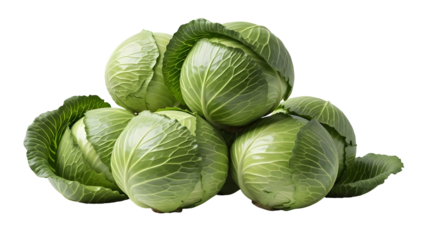 Fresh green cabbages piled together on a transparent background highlighting healthy organic vegetable produce for culinary and diet applications