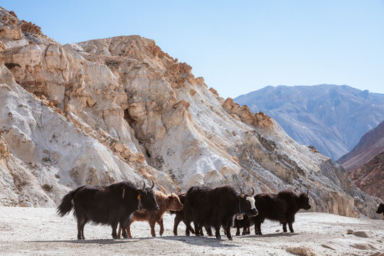 Yaks in a field, Upper Mustang region, Nepal