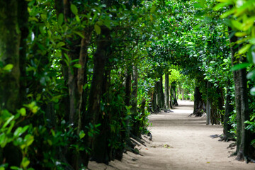 備瀬のフクギ並木