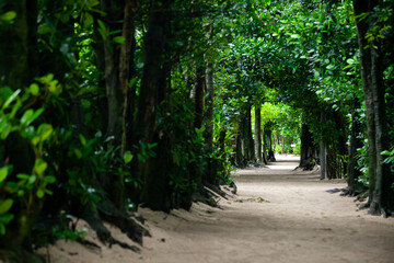 備瀬のフクギ並木