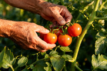 Hands carefully harvest ripe red tomatoes from a garden vine, fresh organic produce for farm-to-table meals