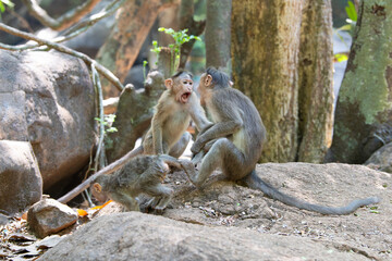 Barbary macaque ape, rhesus monkey territorial fight, male attacks baby, wildlife of Goa India, jungle and rainforest animal 