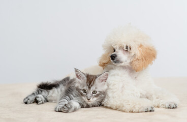 Young Poodle puppy lying with tabby maine coon cat on a bed at home